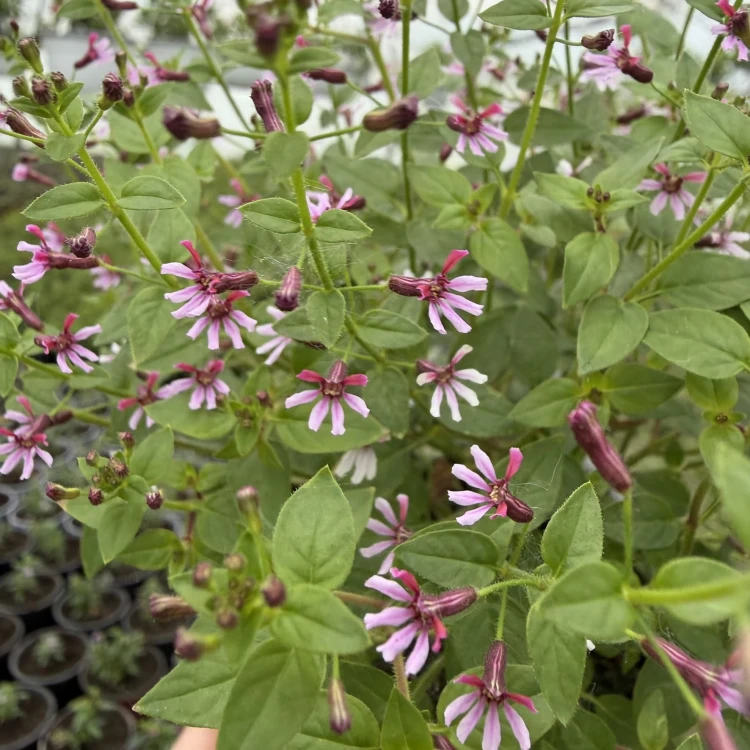 Kufea ramosissima Pink Shammer Cuphea