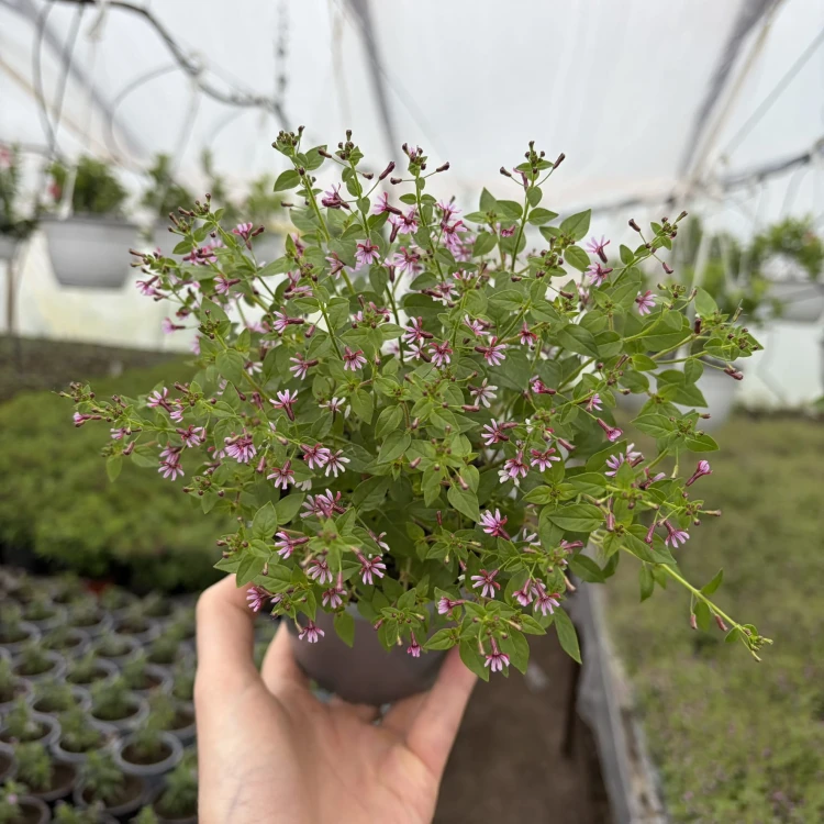 Kufea ramosissima Pink Shammer Cuphea