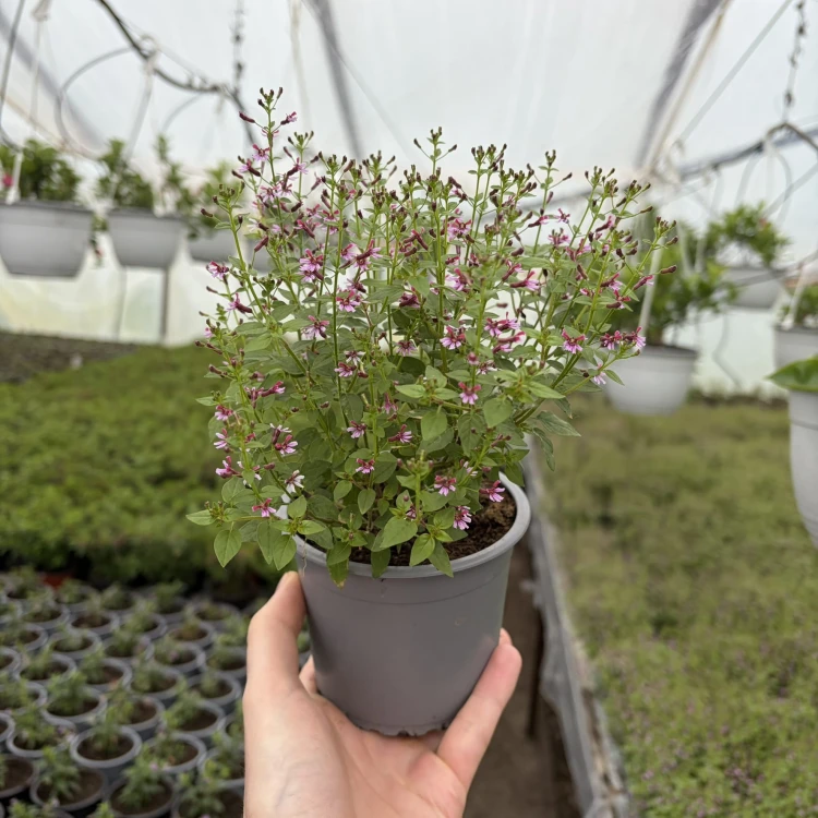 Kufea ramosissima Pink Shammer Cuphea