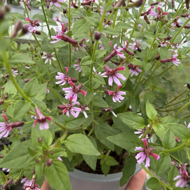 Kufea ramosissima Pink Shammer Cuphea