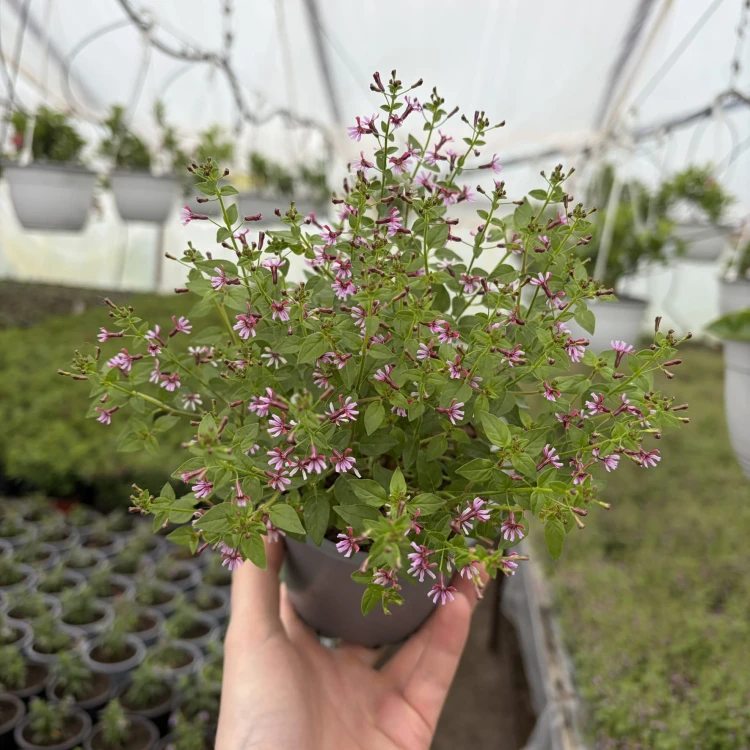 Kufea ramosissima Pink Shammer Cuphea