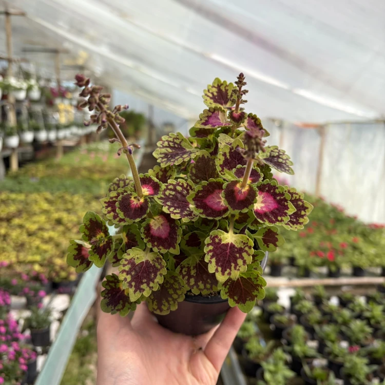 Coleus Strawberry Drop Koleus Pokrzywka Ozdobna