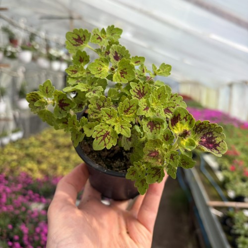 Coleus Strawberry Drop Koleus Pokrzywka Ozdobna