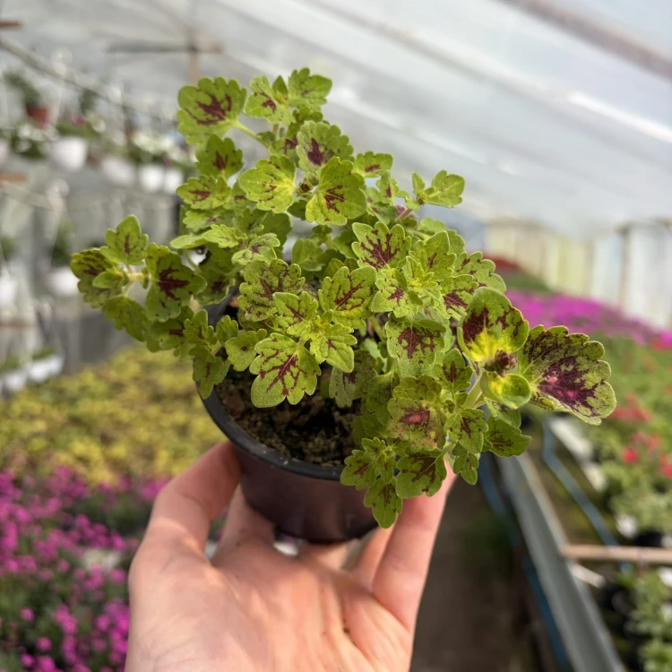 Coleus Strawberry Drop Koleus Pokrzywka Ozdobna