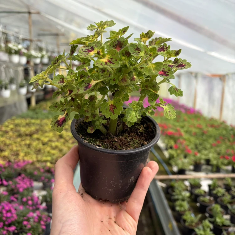 Coleus Strawberry Drop Koleus Pokrzywka Ozdobna