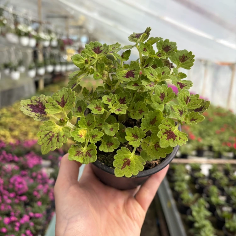 Coleus Strawberry Drop Koleus Pokrzywka Ozdobna