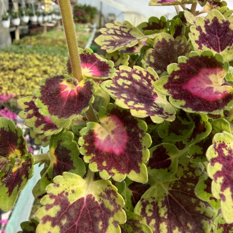 Coleus Strawberry Drop Koleus Pokrzywka Ozdobna