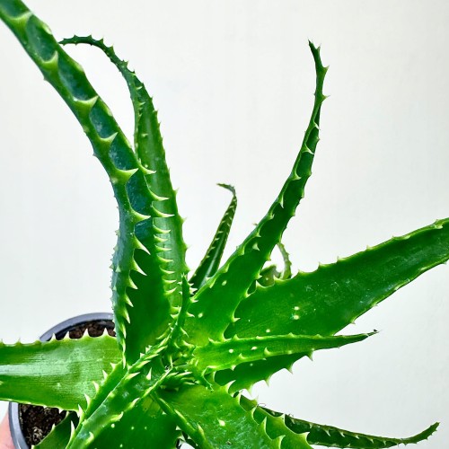 Aloe Arborescens Aloes drzewiasty #2