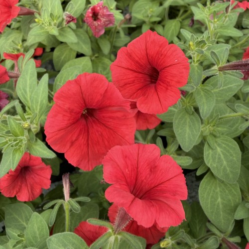 Supertunia Mini Vista Coral