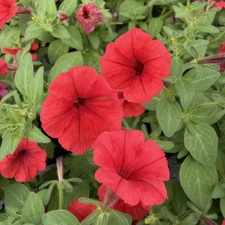 Supertunia Mini Vista Coral