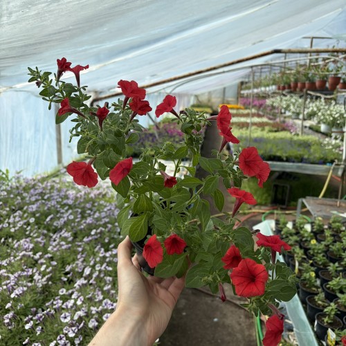 Supertunia Mini Vista Coral