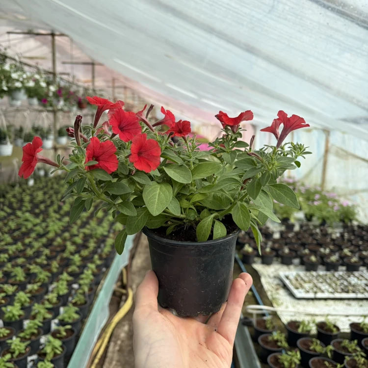 Supertunia Mini Vista Coral