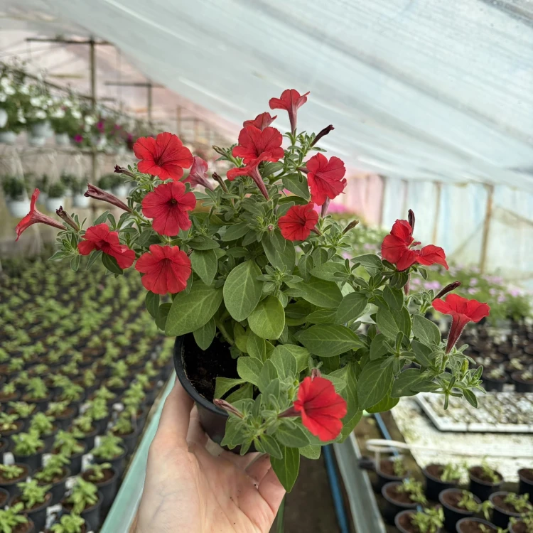Supertunia Mini Vista Coral