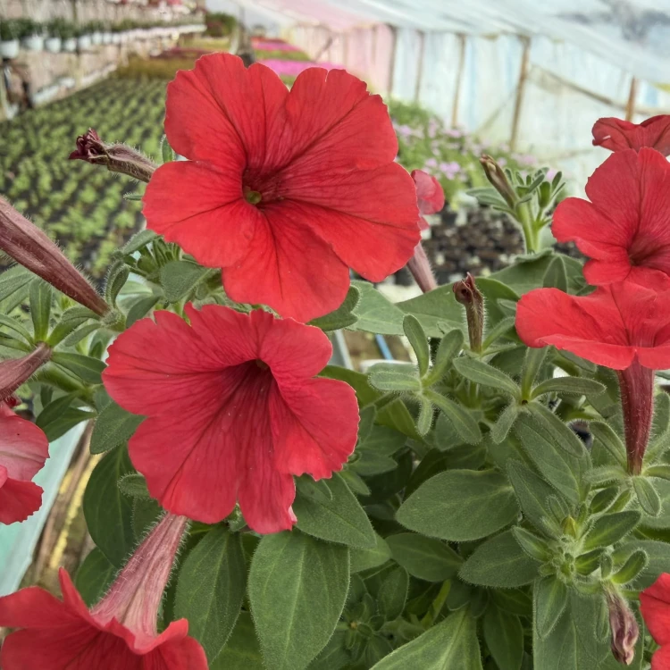 Supertunia Mini Vista Coral