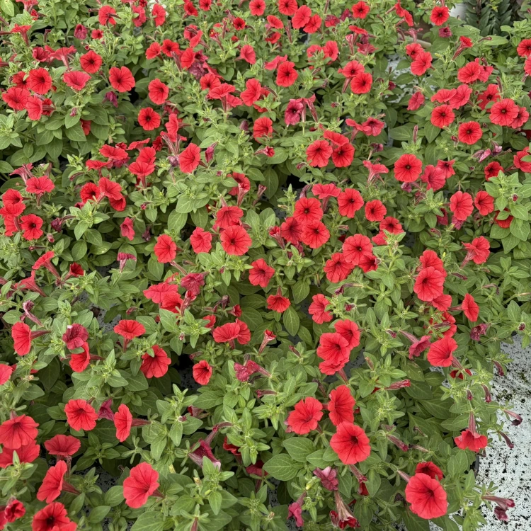 Supertunia Mini Vista Coral