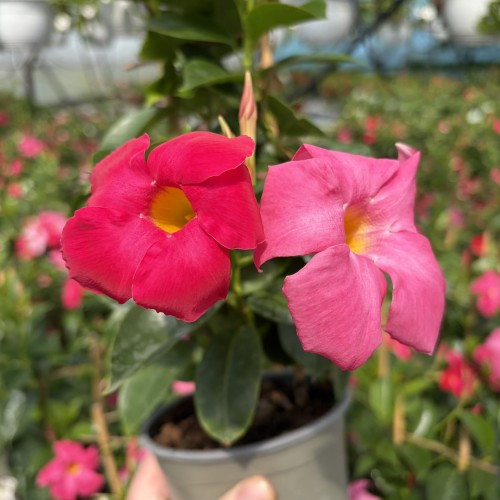 Dipladenia Bella Pink Mandevilla Sundaville Różowa na drabince