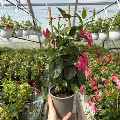 Dipladenia Bella Pink Mandevilla Sundaville Różowa na drabince
