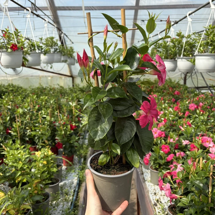 Dipladenia Bella Pink Mandevilla Sundaville Różowa na drabince