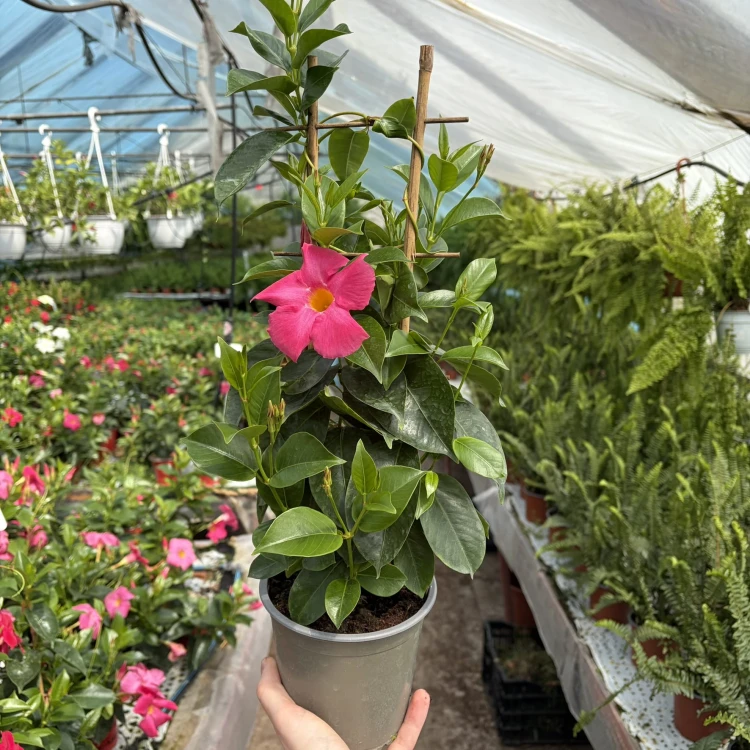 Dipladenia Bella Pink Mandevilla Sundaville Różowa na drabince