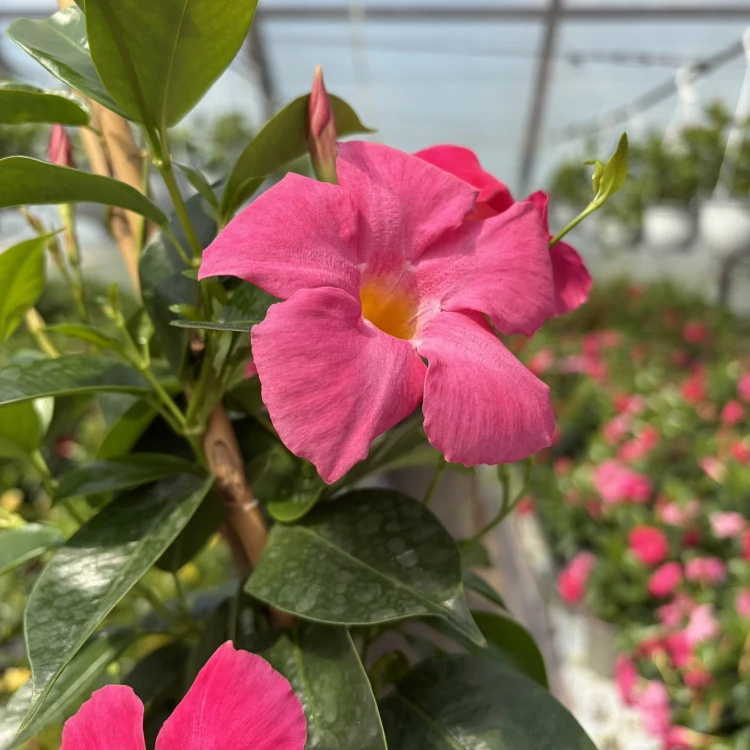 Dipladenia Bella Pink Mandevilla Sundaville Różowa na drabince