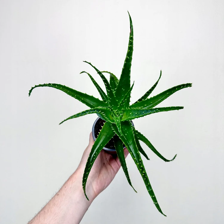 Aloe Arborescens Aloes drzewiasty #3