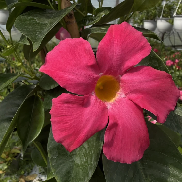 Dipladenia Bella Pink Mandevilla Sundaville Różowa na drabince