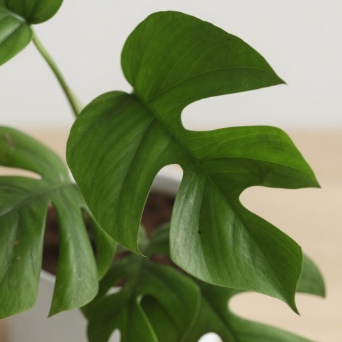 minima_2