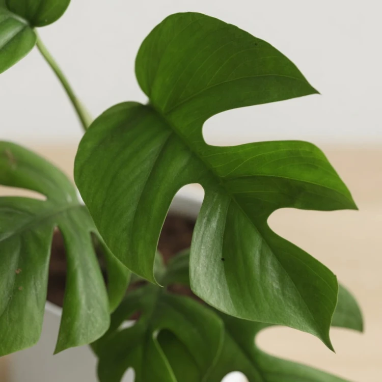 minima_2