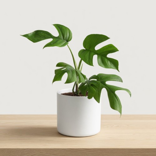 minima_1