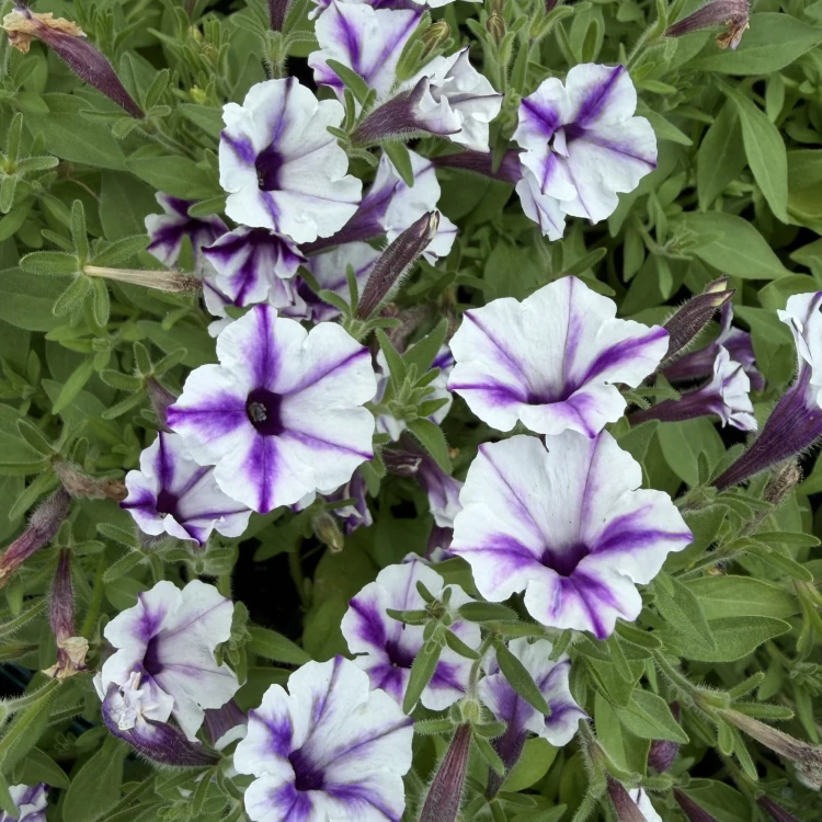 Supertunia Mini Vista Violet Star