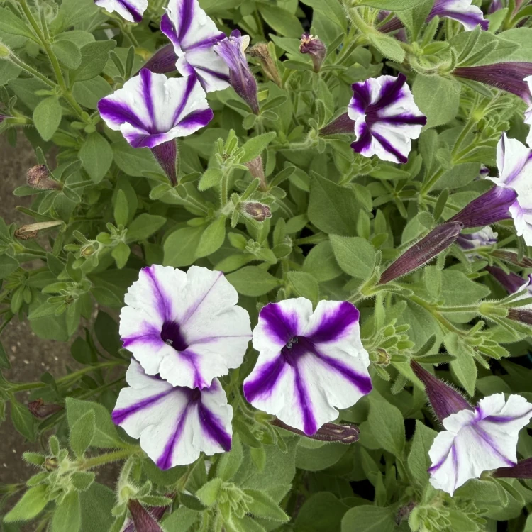Supertunia Mini Vista Violet Star