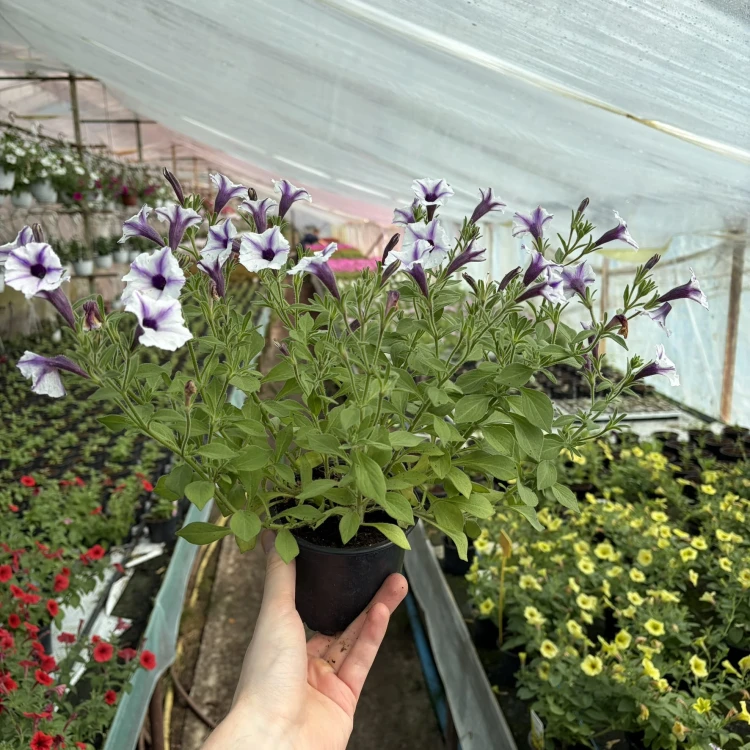 Supertunia Mini Vista Violet Star