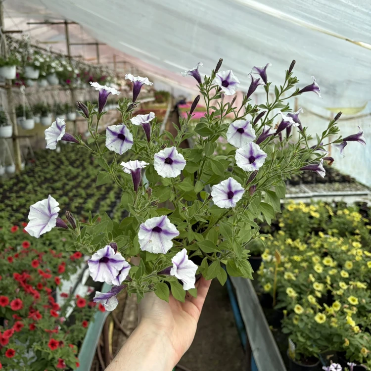 Supertunia Mini Vista Violet Star
