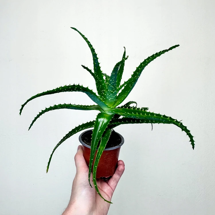 Aloe Arborescens Aloes drzewiasty #4