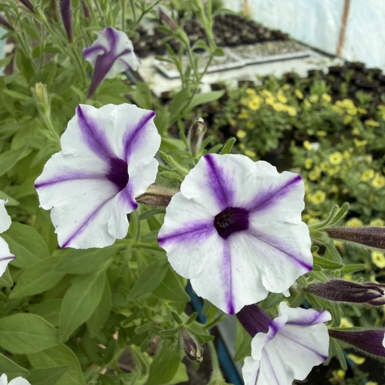 Supertunia Mini Vista Violet Star