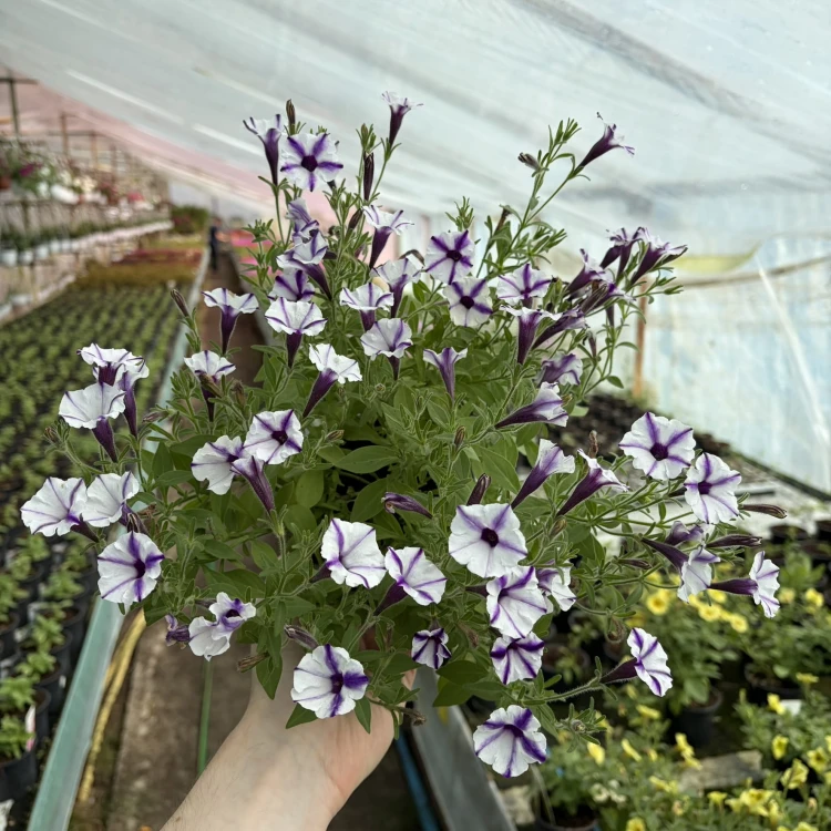 Supertunia Mini Vista Violet Star