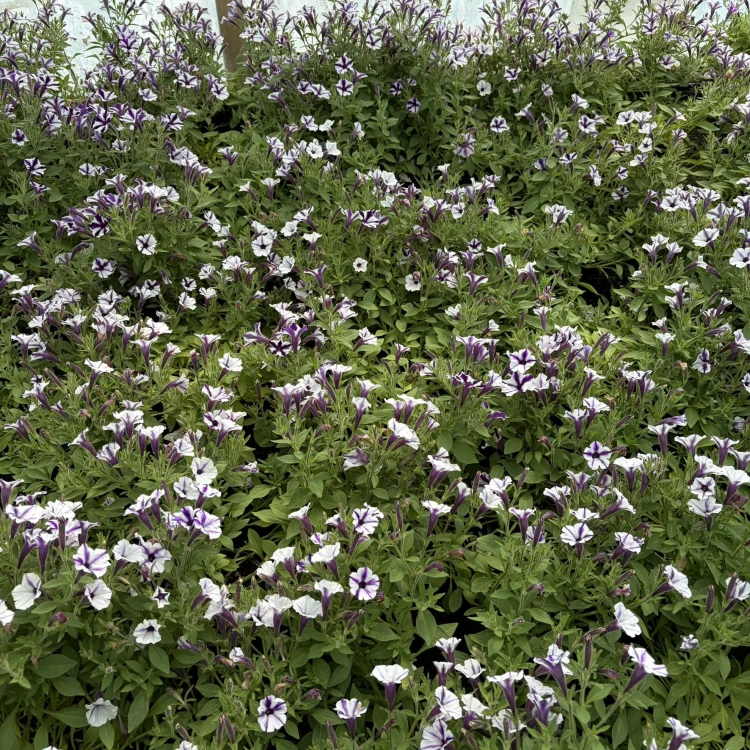 Supertunia Mini Vista Violet Star