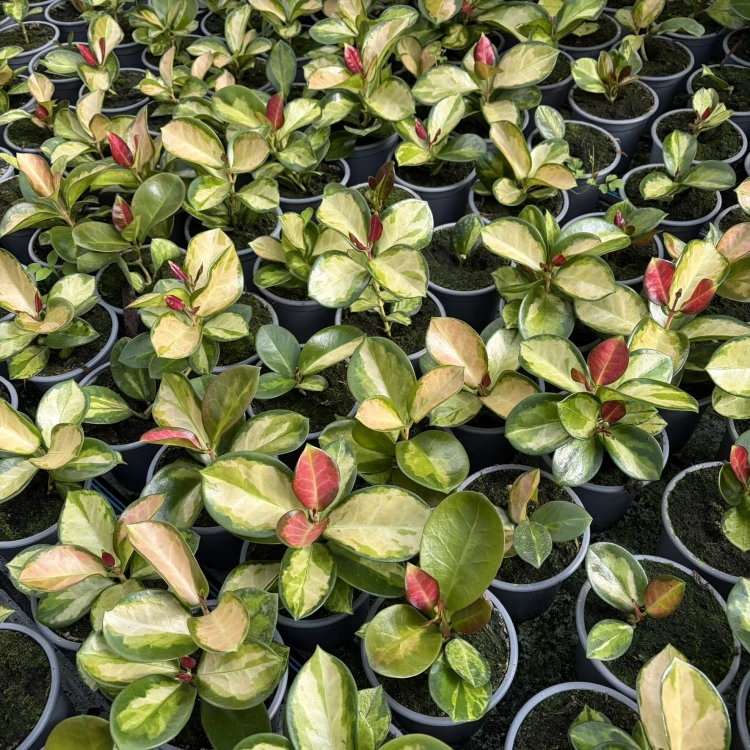 Hoya australis Lisa Hoya P11