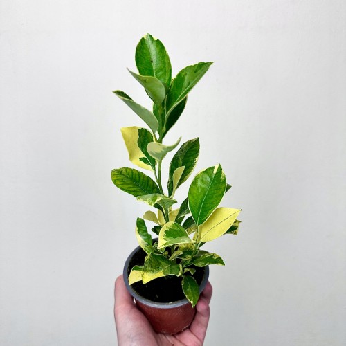 Citrus Variegata Kalamondyna Cytrus P9 #1