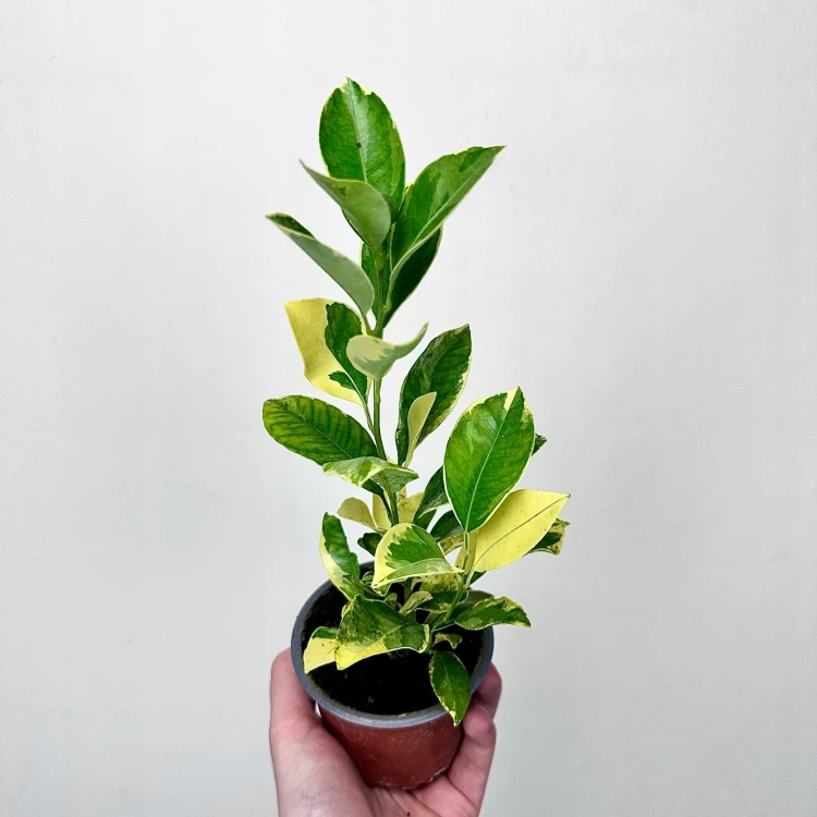 Citrus Variegata Kalamondyna Cytrus P9 #1