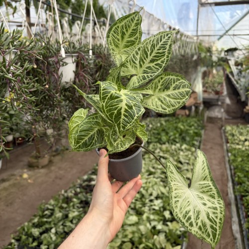 Syngonium Batik Zroślicha P11