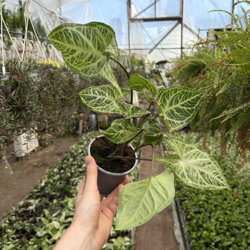 Syngonium Batik Zroślicha P11