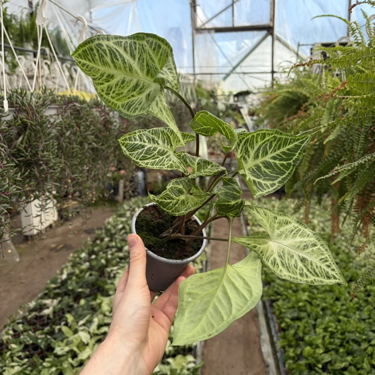 Syngonium Batik Zroślicha P11