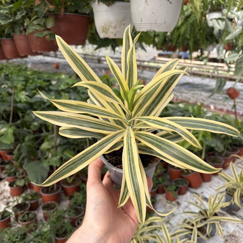 Dracaena reflexa Song of India Dracena P11