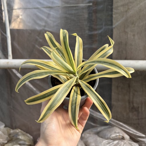 Dracaena reflexa Song of India Dracena P11