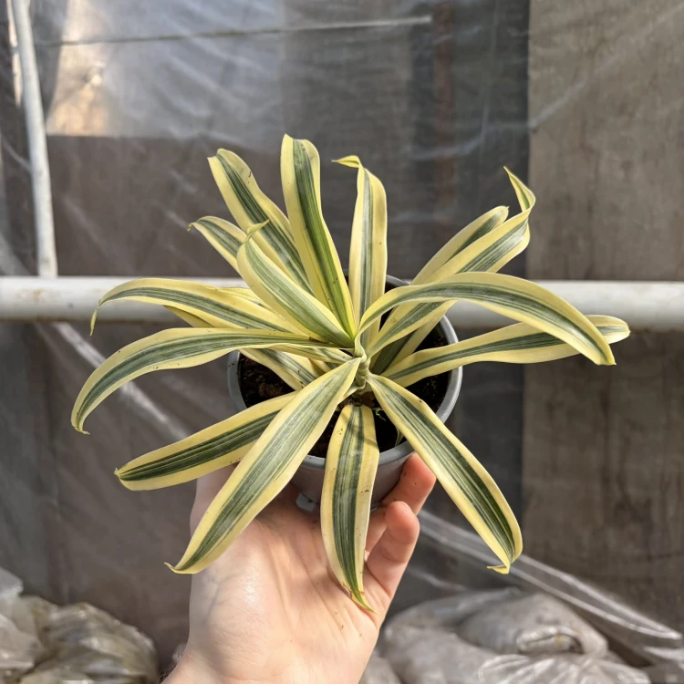 Dracaena reflexa Song of India Dracena P11