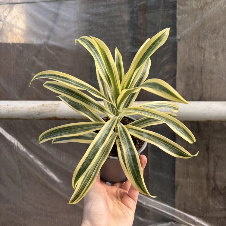 Dracaena reflexa Song of India Dracena P11