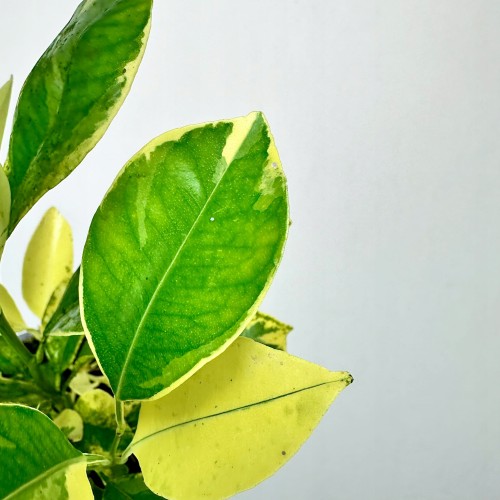 Citrus Variegata Kalamondyna Cytrus P9 #2