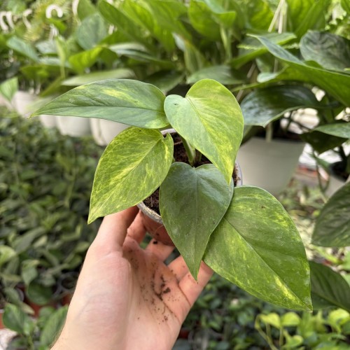 Epipremnum Neon Queen P9