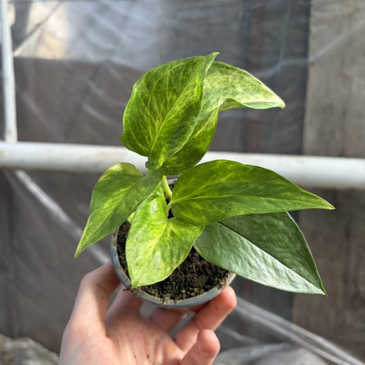 Epipremnum Neon Queen P9